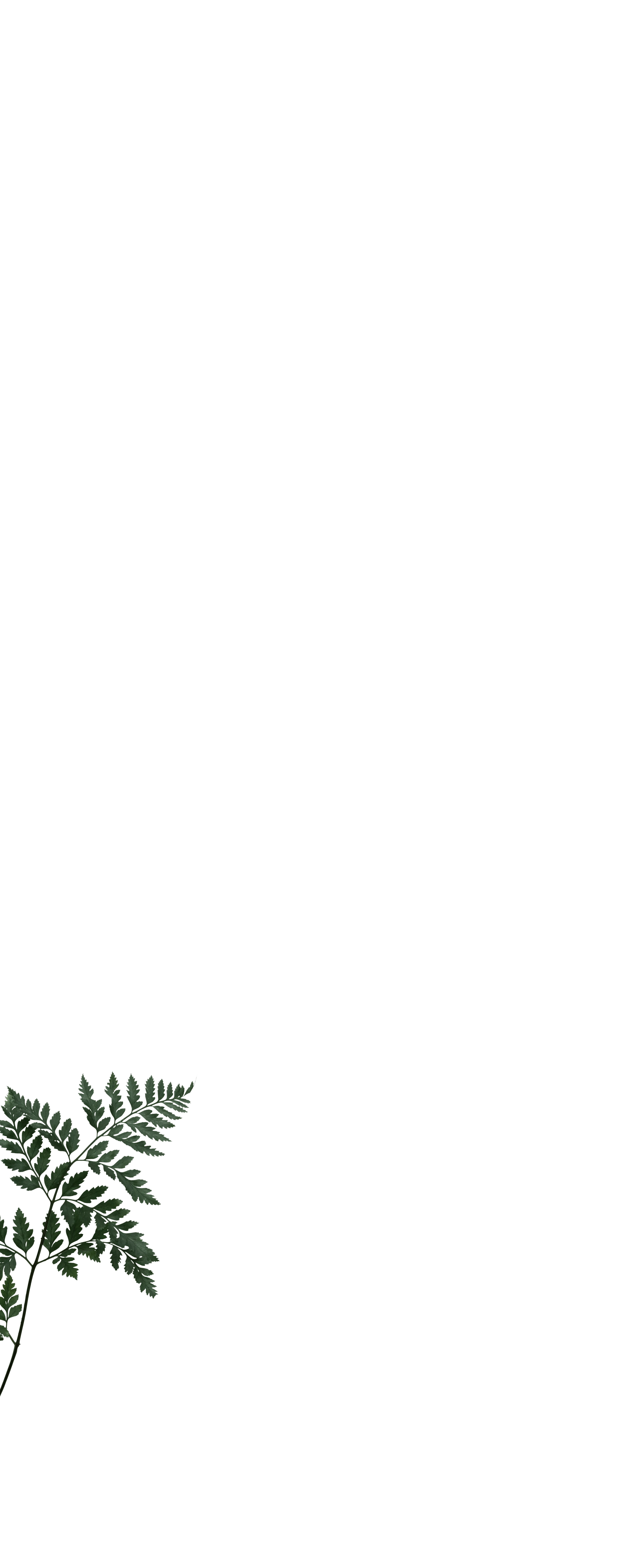 fullscreen_kapradina2.png