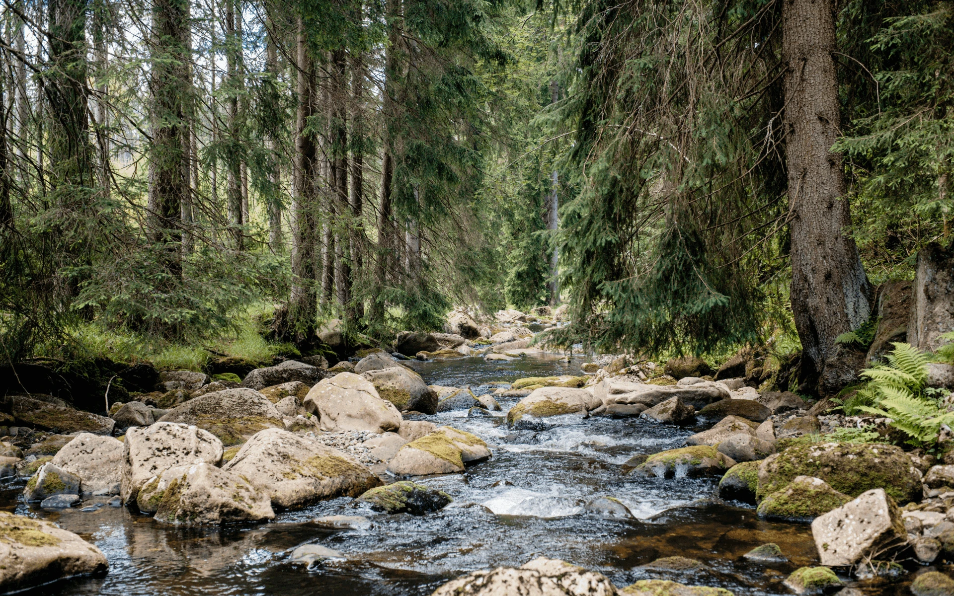 nature.png