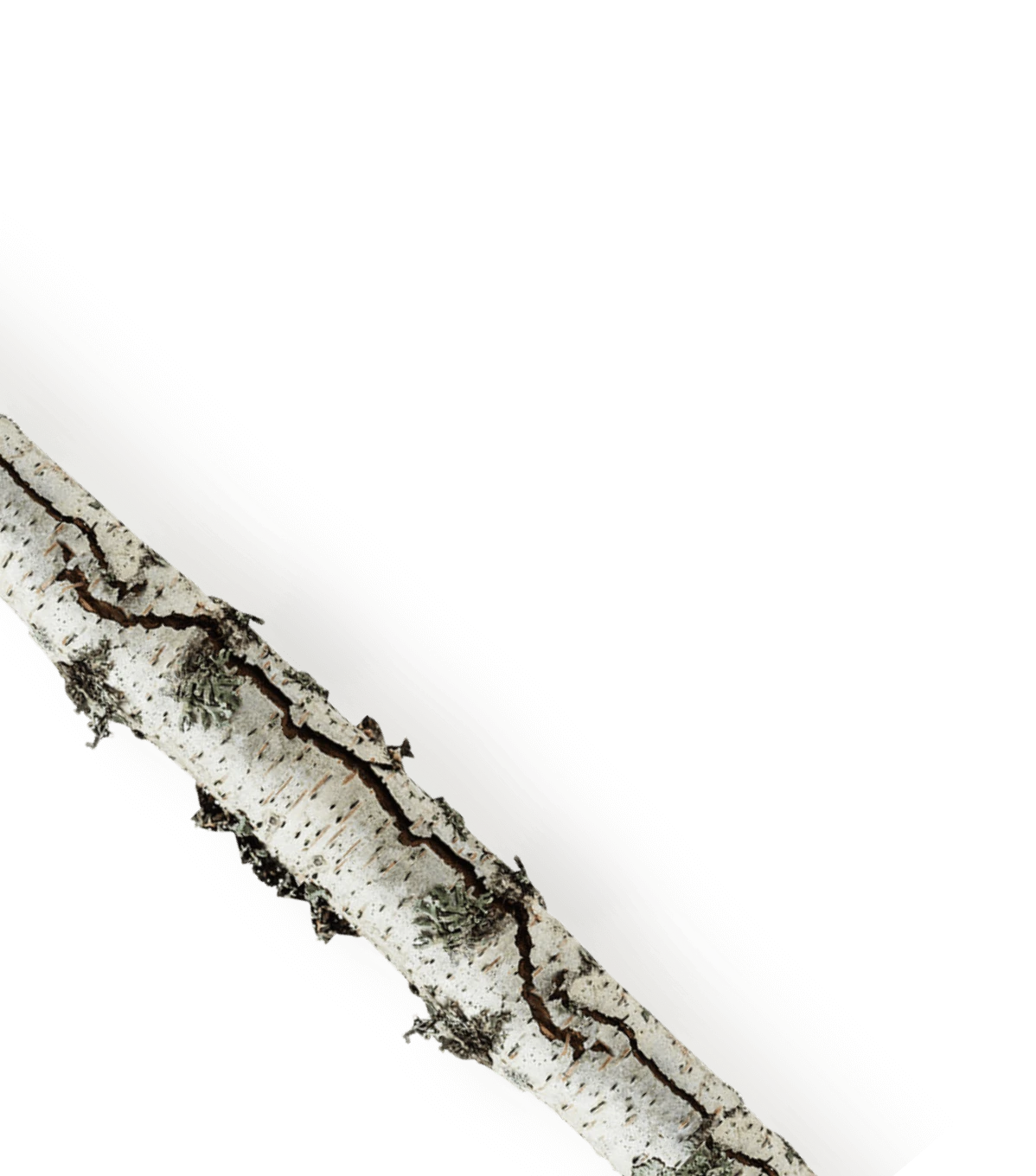 branch.png