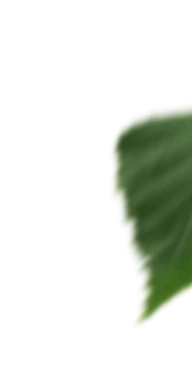 leaf1.png